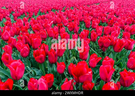 Tulipani rossi che fioriscono in un fitto campo floreale nei campi agricoli della regione dei bulbi di fiori intorno a Lisse, Paesi Bassi Foto Stock
