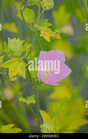 Primo piano della Malva thuringiaca, il malto-albero da giardino, precedentemente Lavatera thuringiaca, un arbusto della famiglia dei malvagi Malvaceae, originario dell'Europa orientale Foto Stock