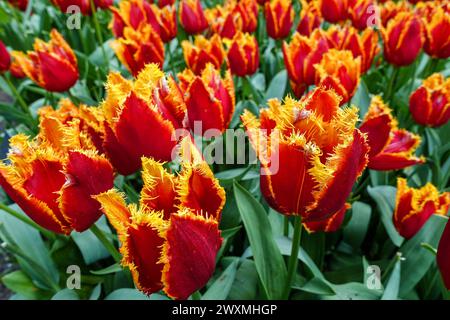 I vivaci tulipani arancioni "Fabio" che fioriscono in un fitto campo floreale, nei campi agricoli della regione dei fiori, Paesi Bassi Foto Stock