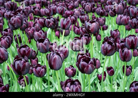 Vibranti tulipani neri in fiore, una splendida mostra di bellezza primaverile, nei giardini Keukenhof della regione dei bulbi di fiori, Paesi Bassi Foto Stock