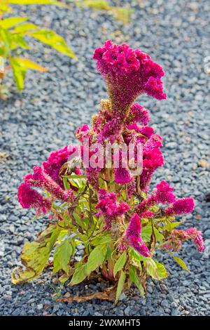 Il primo piano della celosia argentea, comunemente nota come il cockscomb plumed o pettine d'argento, è una pianta erbacea originaria dell'India e del Nepal. Foto Stock
