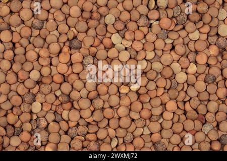 Sfondo texture delle lenticchie. Background alimentare. Foto Stock