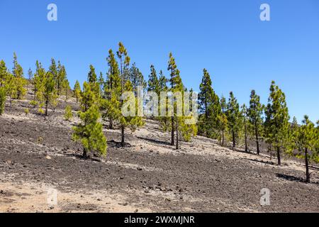 Alberi di pino sparsi che crescono su un pendio vulcanico secco a Tenerife sotto il cielo azzurro e limpido in un ambiente montagnoso e arido Foto Stock
