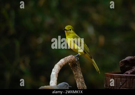 Bulbul con sopracciglia gialla (Acritillas indica), o bulbul con sopracciglia dorate osservati in cuoio di uccelli al Dandeli di Karnataka, India Foto Stock