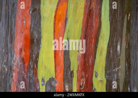 Vista ravvicinata della corteccia colorata di eucalipto deglupta, alias eucalipto arcobaleno, gomma Mindanao o gomma arcobaleno - uno sfondo naturale Foto Stock