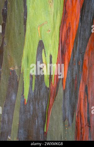 Vista verticale ravvicinata della corteccia colorata di eucalipto deglupta, alias eucalipto arcobaleno, gomma Mindanao o gomma arcobaleno, uno sfondo naturale Foto Stock
