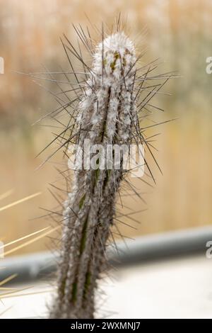 San Gallo, Svizzera, 14 novembre 2023 Cactus Eulychnia Saint-piana presso l'orto botanico Foto Stock