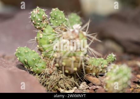 San Gallo, Svizzera, 14 novembre 2023 Cumulopuntia Sphaerica cactus presso il giardino botanico Foto Stock