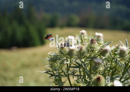 Le due farfalle rosse ammiraglio arroccate delicatamente sulla punta del cardo Foto Stock