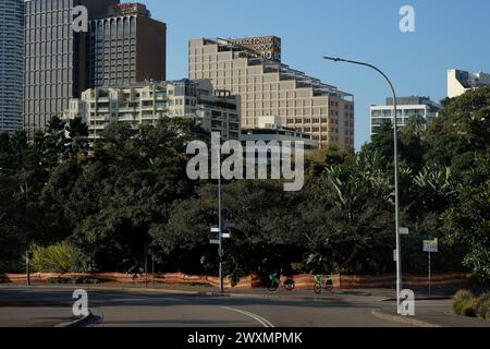 I grattacieli di William Street e le recinzioni di emergenza isolano il pacciame contaminato dall'amianto sui letti del giardino e intorno agli alberi nel parco Cook & Philip, Sydney Foto Stock