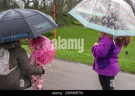 Preston, Lancashire. Meteo nel Regno Unito. 1 aprile 2024. Condizioni umide e scivolose, ma la pioggia non inumidisce gli alcolici per il rotolamento delle uova. Una grande tradizione pasquale, che risale a oltre 150 anni fa, si svolge nei parchi Avenham e Miller di Preston il lunedì di Pasqua. Credito; MediaWorldImages/AlamyLiveNews Foto Stock