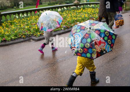 Preston, Lancashire. Meteo nel Regno Unito. 1 aprile 2024. Condizioni umide e scivolose, ma la pioggia non inumidisce gli alcolici per il rotolamento delle uova. Una grande tradizione pasquale, che risale a oltre 150 anni fa, si svolge nei parchi Avenham e Miller di Preston il lunedì di Pasqua. Credito; MediaWorldImages/AlamyLiveNews Foto Stock