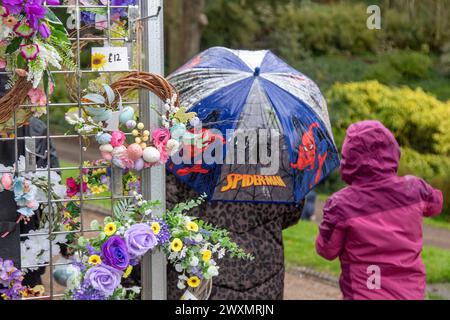 Preston, Lancashire. Meteo nel Regno Unito. 1 aprile 2024. Condizioni umide e scivolose, ma la pioggia non inumidisce gli spiriti. Rotolamento delle uova. Una grande tradizione pasquale, che risale a oltre 150 anni fa, si svolge nei parchi Avenham e Miller di Preston il lunedì di Pasqua. Credito; MediaWorldImages/AlamyLiveNews Foto Stock