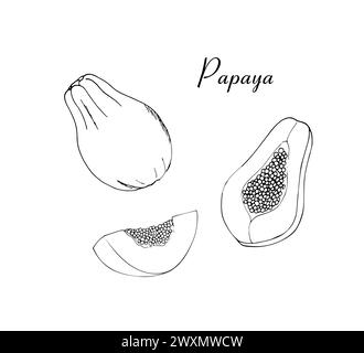 Papaya con frutta esotica disegnata a mano. Cibo dolce tropicale. Set di disegni vettoriali papaya. Oggetti interi e tagliati a fette con foglie e semi. Schizzo botanico per l Illustrazione Vettoriale