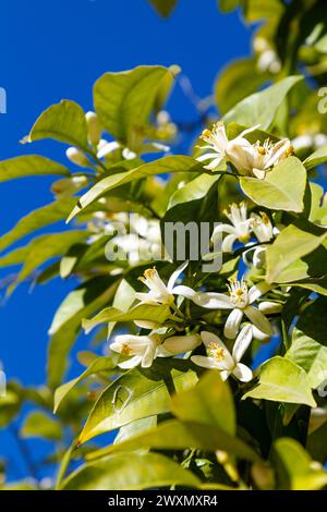 Fiori d'arancio presso i giardini reali Alcázar di Siviglia, Andalusia, Spagna Foto Stock