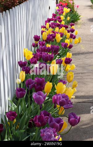 Visualizzazione dei tulipani lungo la fence a picchetto Foto Stock