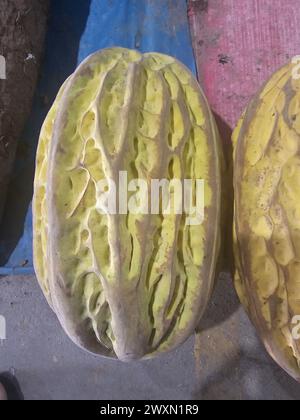 Frutto di cacao (theobromo cacao) proveniente dall'Amazzonia peruviana Foto Stock