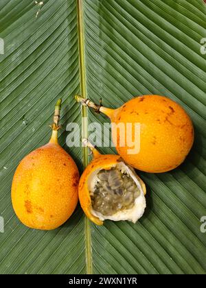 Granadilla (Passifora ligularis) dall'Amazzonia peruviana Foto Stock