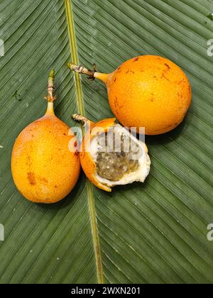 Granadilla (Passifora ligularis) dall'Amazzonia peruviana Foto Stock