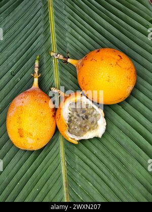 Granadilla (Passifora ligularis) dall'Amazzonia peruviana Foto Stock