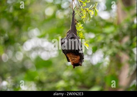 Un pipistrello capovolto su un ramo di albero circondato da foglie Foto Stock