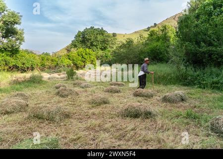 Fatah sta raccogliendo erbe per le sue mucche nella fattoria del suo amico. Foto Stock