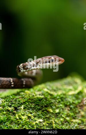 Immagine chiara di un serpente con occhi grandi e curiosi, spazio per testo e educazione ambientale. Foto Stock