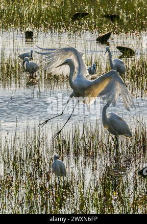 Grande egret che sorvola lo stagno e altri trampolieri, riserva naturale di Aiguamolls de l'Emporda, Catalogna, Spagna Foto Stock