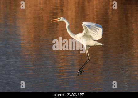 Grande egret che vola e chiama nello stagno, lago di Neuchâtel, Svizzera Foto Stock