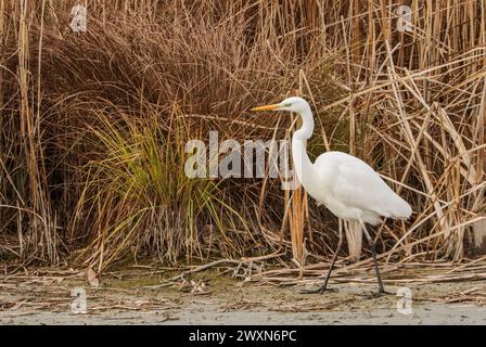 Grande egretta nella riserva naturale della grande Caric, lago di Neuchâtel, Svizzera Foto Stock