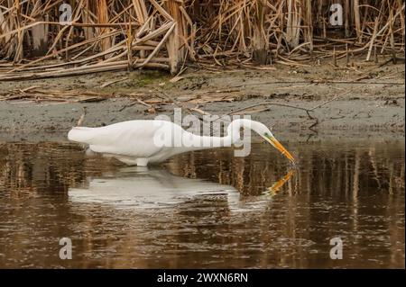 Grande egret pesca e riflesso nello stagno con basso livello d'acqua, lago Neuchâtel, Svizzera Foto Stock