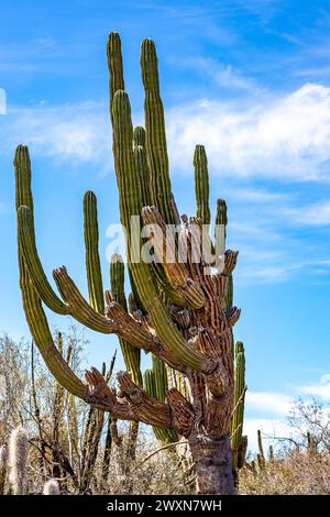 Enorme cactus di cardon o Pachycereus pringlei contro il cielo blu nel paesaggio delle steppe, boschetti e vegetazione selvaggia tipica della regione, soleggiata giornata primaverile Foto Stock