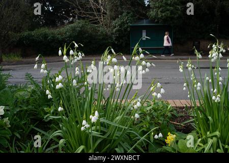 Maidenhead, Berkshire, Regno Unito. 1 aprile 2024. Bei fiori primaverili. Era un giorno di sole e di docce oggi il lunedì di Pasqua a Maidenhead, Berkshire. Crediti: Maureen McLean/Alamy Live News Foto Stock