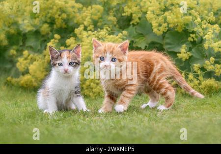 Due simpatici gattini con gli occhi blu, un paio di fratelli che si posano fianco a fianco sull'erba verde e guardano curiosamente in un giardino fiorito Foto Stock