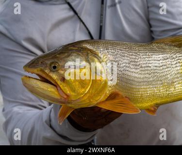 Un primo piano di una persona che tiene in mano un pesce dorato catturato Foto Stock