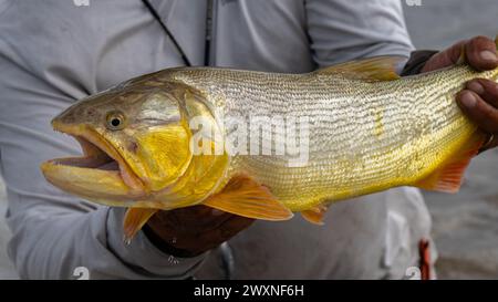 Un primo piano di una persona che tiene in mano un pesce dorato catturato Foto Stock