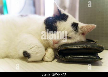 Un gatto bianco e nero che riposa comodamente sopra una borsa, sfoggia la sua elegante pelliccia e una postura rilassata. Foto Stock