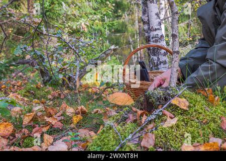 Vista ravvicinata della mano di un uomo con un coltello che taglia un fungo in bolo nella foresta autunnale. Svezia. Foto Stock