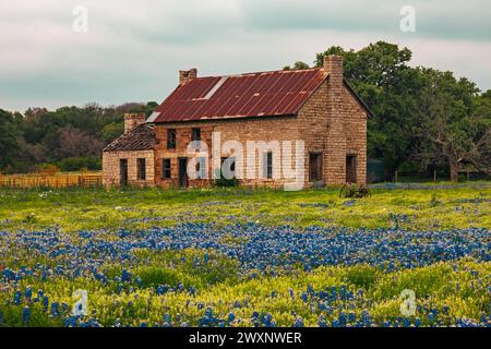 Una casa abbandonata in un campo di fiori bluebonnet a Marble Fall, Texas. Foto Stock