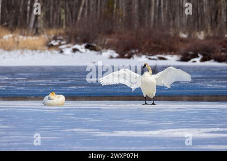 Cigni trombettieri in un giorno di marzo nel Wisconsin settentrionale. Foto Stock