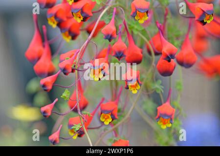 Rosso, blu e giallo Tropaeolum tricolor, la cresta indiana a tre colori o nasturzio cileno, in fiore. Foto Stock