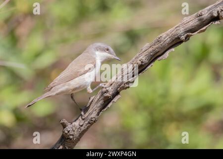 Uccello Whitethroat appollaiato su un ramo di cardo. Sfondo verde semplice. Foto Stock