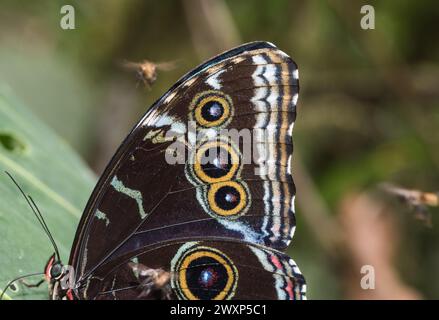 Primo piano dell'ala di un Morpho blu comune (Morpho Helenor) a Montezuma Lodge, Colombia Foto Stock