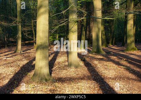 Mistici boschi serali: Illuminati dal tramonto, creando inquietanti ombre, Germania, Moenchengladbach, Hardter Wald Foto Stock