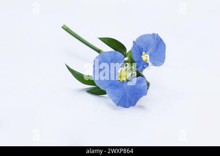 Tag-Blum Flower (commelina communis) su sfondo bianco Foto Stock