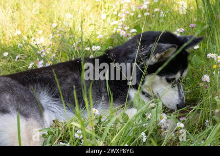 fotografia, husky dog, cane, immagine, animale domestico, mammiferi, natura, animali, husky, all'aperto, foresta, pelliccia, bianco, carino, giovane, purosangue, siberiano, guardando, mentendo lo fanno Foto Stock