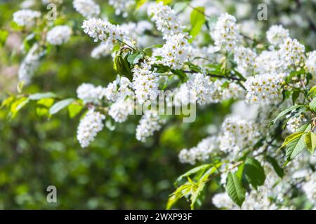 Fiori bianchi su rami verdi. Ciliegio in fiore, primaverile sfondo naturale. Prunus padus, conosciuto come hackberry, hagberry, o albero Mayday, è un flusso Foto Stock