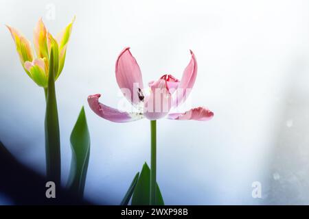 Due fiori di tulipani sono davanti a una finestra, foto ravvicinata con messa a fuoco morbida selettiva Foto Stock