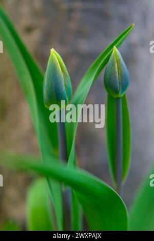 i tulipani nascono ore prima della fioritura Foto Stock