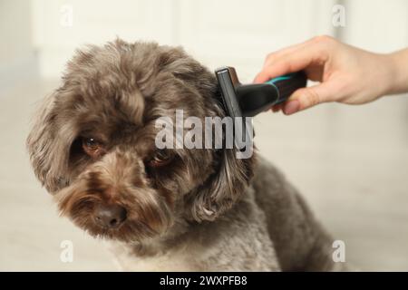 Donna che pulisce il cane Maltipoo carino in casa, primo piano. Adorabile animale domestico Foto Stock